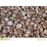 Betel Nuts - Whole Dried 70% - 75% thumbnail-1