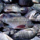 Tilapia Bream 300-500G Frozen Fish Nile Hot Sale in Africa thumbnail-1