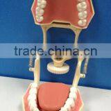 Dental Typodonts Teeth Articulators Model With Jaw Removable Screw thumbnail-2