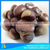 Delicious New Landing Wholesale Chestnut for Sale thumbnail-1