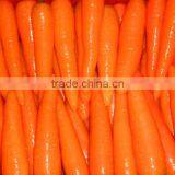 Fresh Carrot Hot Sale thumbnail-1