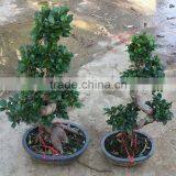 s Shape Ficus Mini Bonsai for Restaurant Decoration thumbnail-1