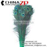 CHINAZP Wholesale Cheapest Cocktail Dress Full Eye Dyed Teal Peacock Feathers for Decoration