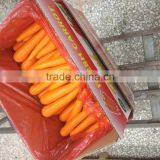 Bright Red Carrot With Small Body From China thumbnail-2