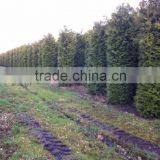 Thuja Brabant Occidentalis.