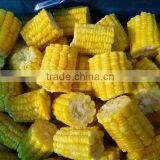 2016 New Crop Frozen IQF Sweet Corn Cob thumbnail-4