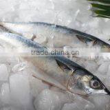 Frozen Mackerel thumbnail-1