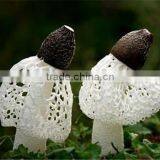 Dried Dictyophora Mushroom/ Dictyophora Indusiata thumbnail-3