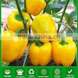 MSP06 Jinhuang light yellow hybrid sweet pepper seeds in china seeds