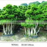 Ficus microcarpa farms