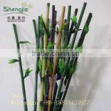 Indoor Foliage, Dracaena Sanderiana,Lucky Bamboo thumbnail-1