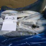 Frozen Pacific Mackerel thumbnail-3