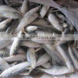 Frozen Horse Mackerel 50-70g thumbnail-1