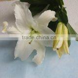 2016 Hot Sale Decorative White Spray Head Lily FlowerWedding Table Centerpieces Flower Wholesale Flower From Yunnan thumbnail-2