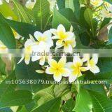 Frangipani Absolute thumbnail-1