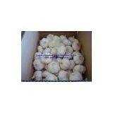 Pure White Fresh Garlic thumbnail-1