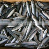NEW LANDING FROZEN FISH PACIFIC MACKEREL SEA FROZEN 400-600G thumbnail-5