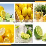 Vegetable Slicing Machine thumbnail-3