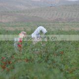 ORGANIC GOJI BERRY 220 2016 thumbnail-2