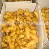 Fresh Ginger/Fresh Ginger in Goog Price/Chinese Ginger thumbnail-1