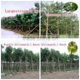 outdoor green decorative ornamental foliage landscaping green arbor plants trees