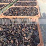 Vietnam Dried Sea Cucumber thumbnail-2