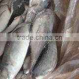 2016 High Quality Seafood Frozen Round Scad thumbnail-1