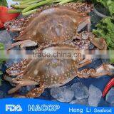 Frozen Blue Swimming Crab Factory Price thumbnail-2