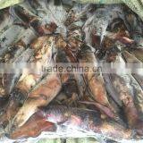 Frozen Balck Squid thumbnail-1