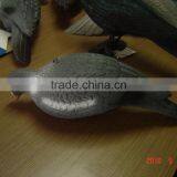 Pigeon Decoy thumbnail-5