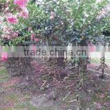 Lagerstroemia Indica Formed Shape Plants thumbnail-5