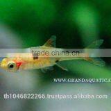 Dwawf Rasbora Fish For Sale and Export / Ornamental Fish Thailand thumbnail-6