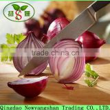 2016 red onion from China