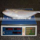 China Exporter Frozen Hamachi Yellowtail Fish thumbnail-1