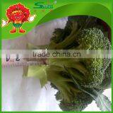 Fresh Broccoli_ Good Quality Frozen Broccoli Spears thumbnail-1