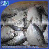 Import Export Seafood Fish Frozen Moonfish Whole Round thumbnail-2