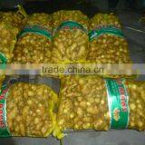 Chinese Fresh Ginger thumbnail-2