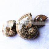 Wholesale Natural Snail Fossils Shell Animals Fossils thumbnail-4