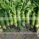 Green Radish thumbnail-1