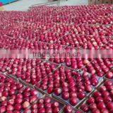 Common Cultivation Type and Apple Type Fresh Apples Fruit thumbnail-5
