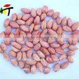 Sweet Delicious Raw Redskin Peanuts for Roasting thumbnail-6
