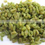 Green Raisins thumbnail-1