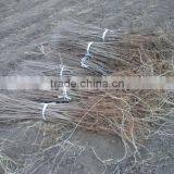 Ulmus Pumila L. Seedling thumbnail-6