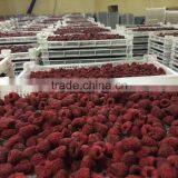 Grade A 95% Whole Frozen IQF Raspberry thumbnail-5