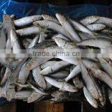 Frozen Seafood Exporters Frozen Sardine Fish thumbnail-1