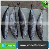 Carton or Woven Bag Packed Fat Content 16%-18% Cleaned Bonito thumbnail-6