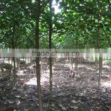 Hibiscus Tiliaceus Trees thumbnail-3