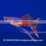 Guppy Fish Fish Farm For Sale and Export / Tropical Fish Exporter Thailand thumbnail-6
