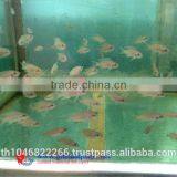 Malawi Cichlid Fish Farm for Sale and Export thumbnail-3