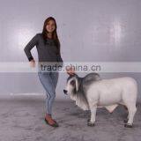 Definitive Brahman Looking Left thumbnail-5